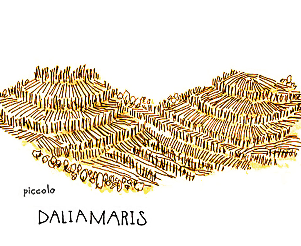 Dalia Maris Bianco "Piccolo" 2023